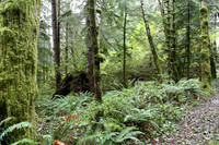 Saddle Mt Rd-0317