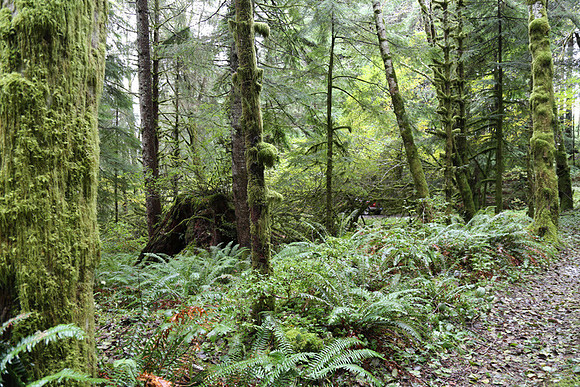 Saddle Mt Rd-0317