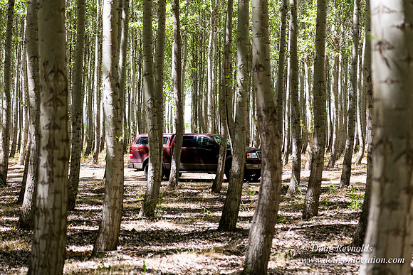 Tree Farm