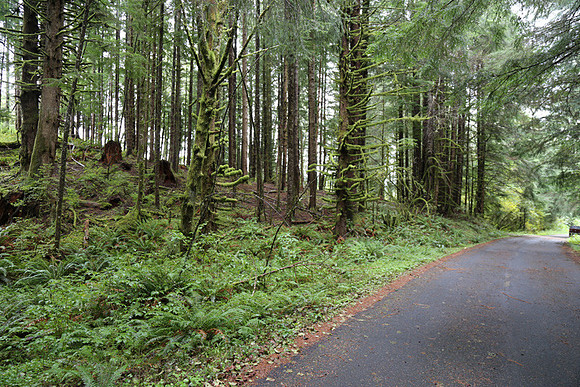 Saddle Mt Rd-0322