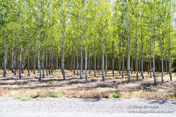 Tree Farm