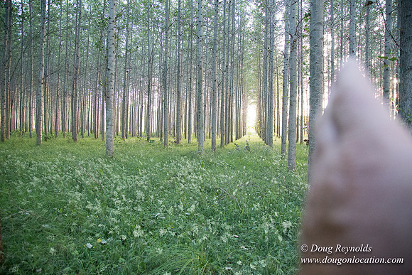 LCG & GWG Tree Farm