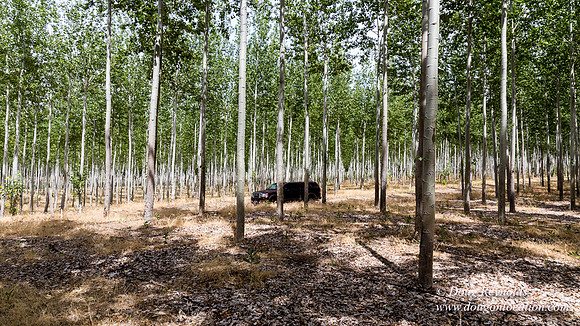 Tree Farm