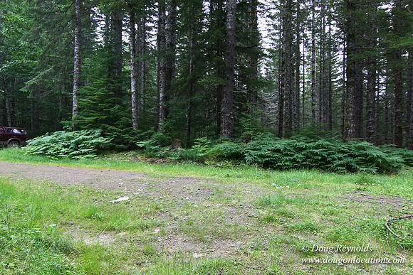 Tree & Forested locations