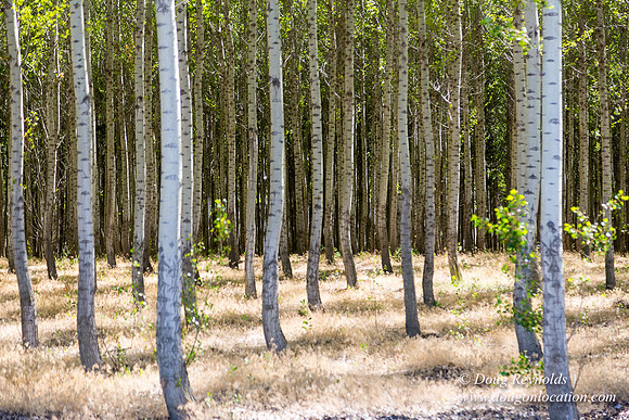 Tree Farm