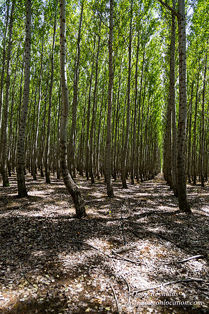 Tree Farm
