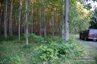 LCG & GWG Tree Farm