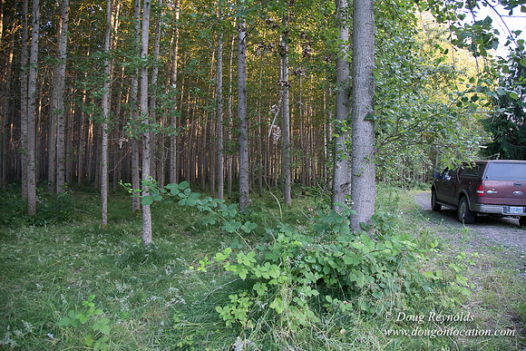 LCG & GWG Tree Farm