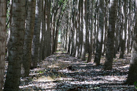 Tree Farm