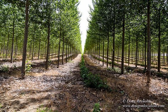 Tree Farm