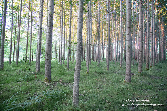 LCG & GWG Tree Farm