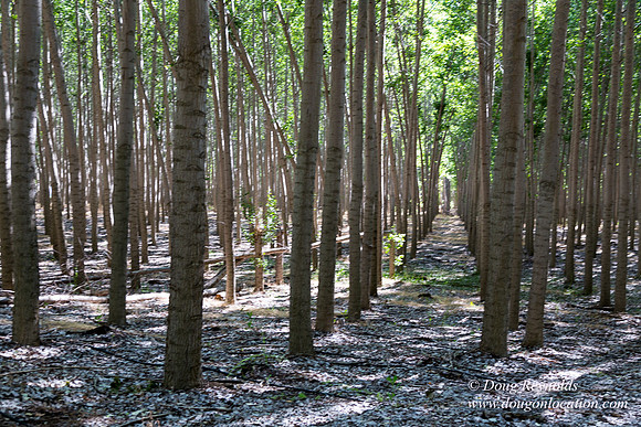 Tree Farm