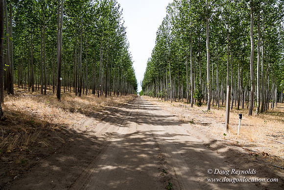 Tree Farm