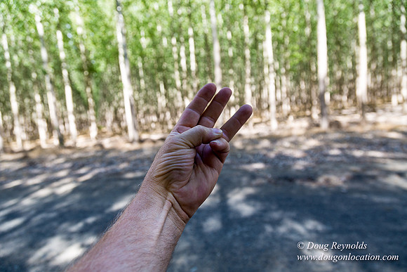 Tree Farm