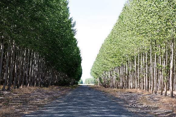 Tree Farm