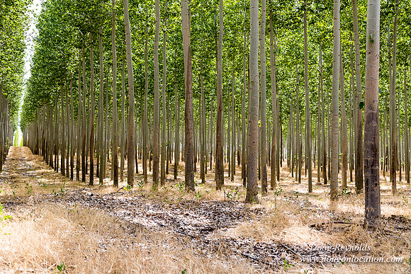 Tree Farm