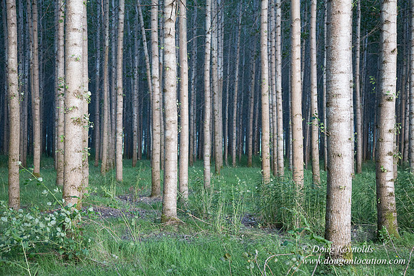 LCG & GWG Tree Farm