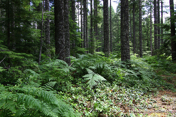 Tree & Forested locations