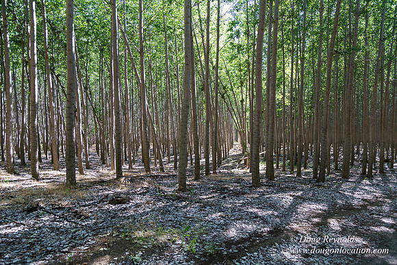 Tree Farm