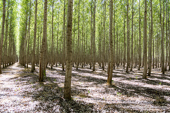 Tree Farm