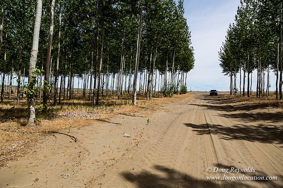 Tree Farm