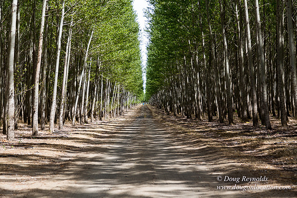 Tree Farm