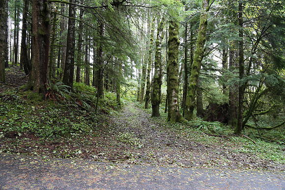 Saddle Mt Rd-0310