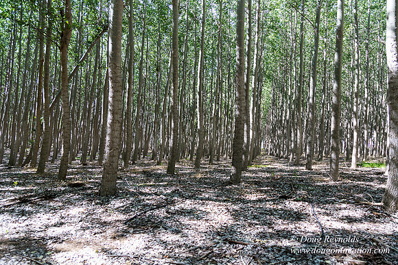 Tree Farm