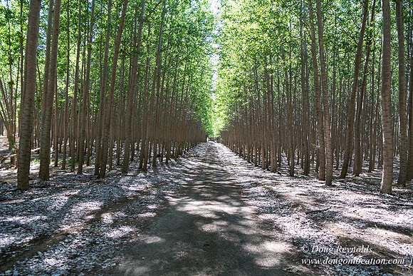Tree Farm