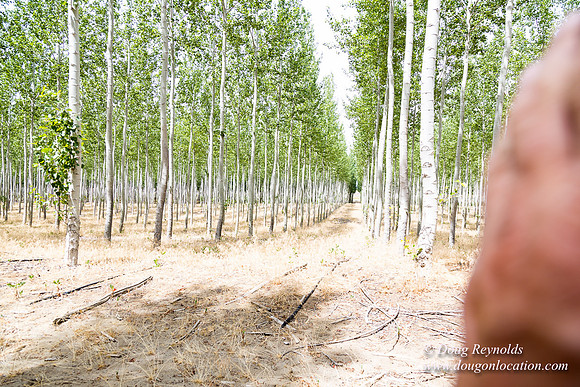 Tree Farm