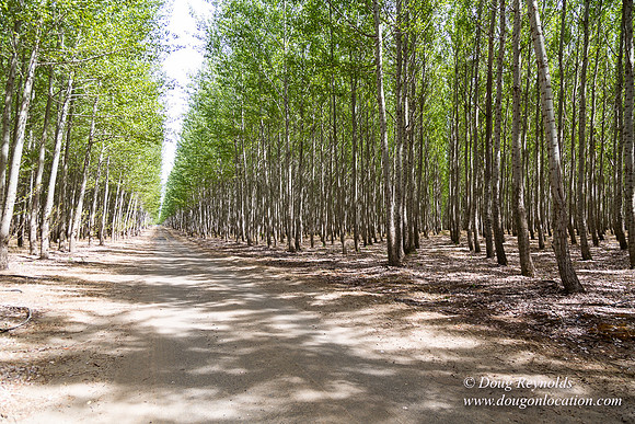 Tree Farm