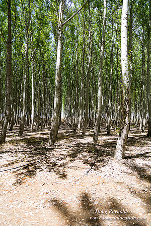 Tree Farm