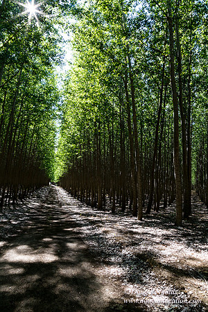 Tree Farm