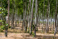 Tree Farm