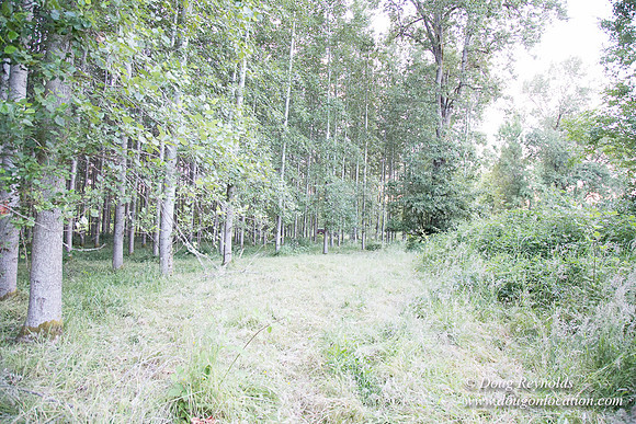 LCG & GWG Tree Farm