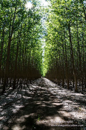 Tree Farm