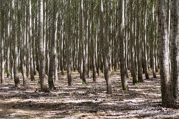 Tree Farm