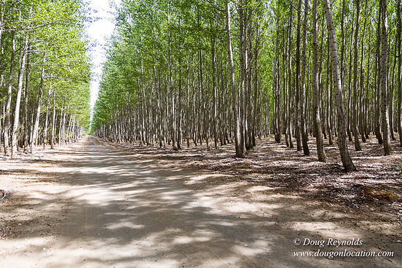 Tree Farm