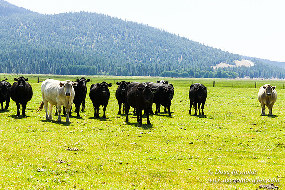 Ranch 18