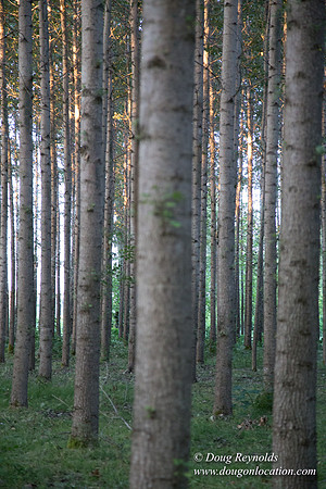 LCG & GWG Tree Farm