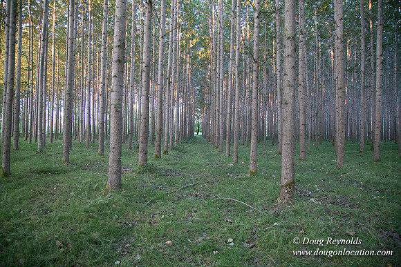 LCG & GWG Tree Farm