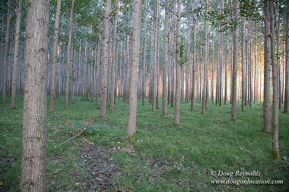 LCG & GWG Tree Farm