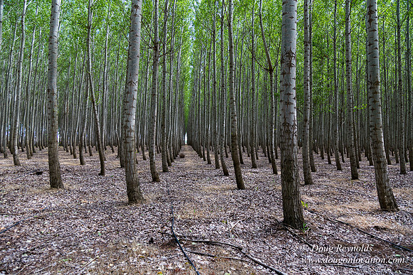 Tree Farm