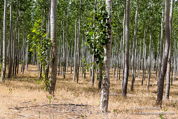 Tree Farm
