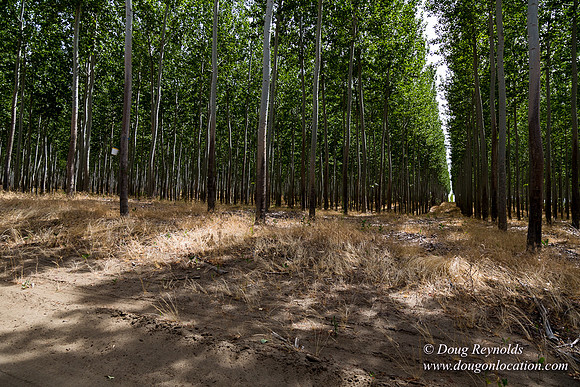 Tree Farm