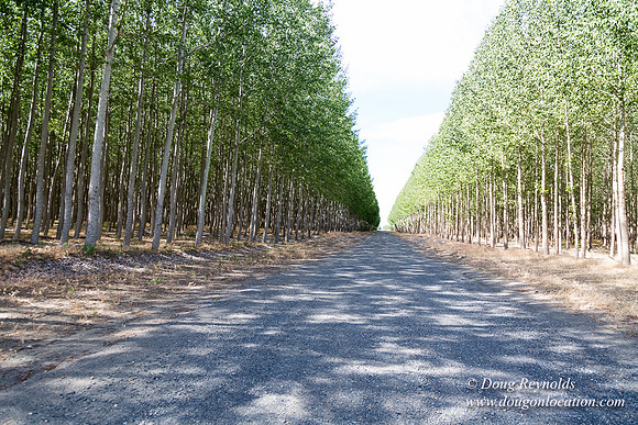 Tree Farm