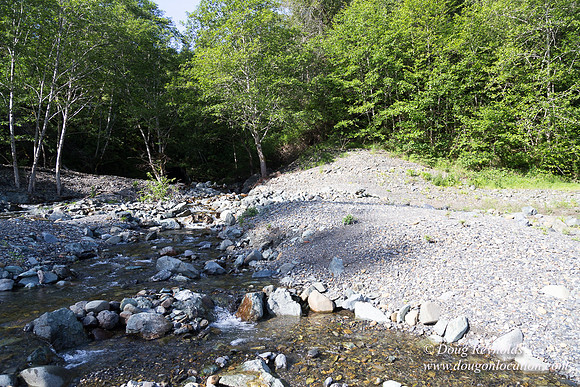 River 36 Running Wild
