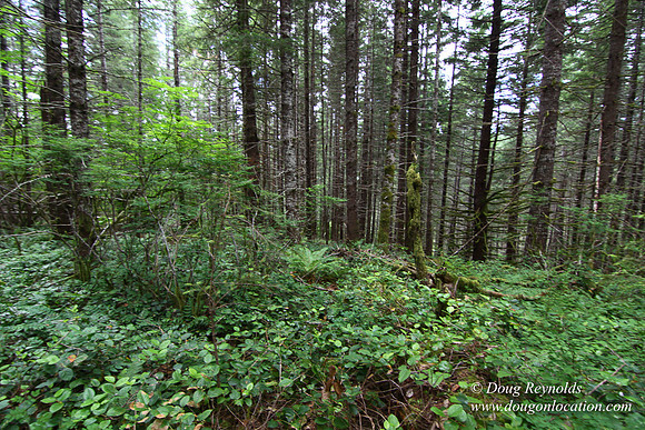 Tree & Forested locations