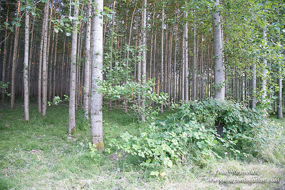 LCG & GWG Tree Farm