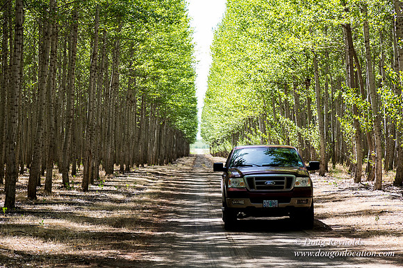 Tree Farm